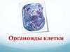 Органоиды клетки