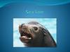 Sea lion