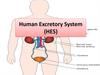 Human excretory system (HES)