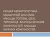 Общая характеристика мышечной системы. Мышцы головы, шеи, туловища. Мышцы верхних конечностей. Мышцы нижних конечностей