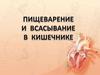 Пищеварение и всасывание в кишечнике