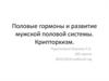 Половые гормоны и развитие мужской половой системы. Крипторхизм