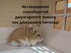 Исследование способностей джунгарского хомяка, как домашнего питомца
