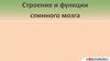 Строение и функции спинного мозга