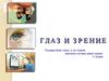 Глаз и зрение. Строение глаза