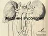 Введение в урологию