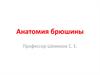 Анатомия брюшины