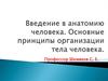 Анатомия человека. Принципы организации тела человека