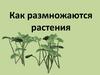 Как размножаются растения