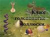 Класс головоногие моллюски