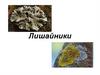 Лишайники. Типы слоевищ