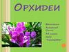 Орхидеи. Виды орхидеи