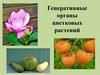 Генеративные органы цветковых растений