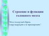 Строение и функции головного мозга