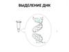 Выделение ДНК. (Практикум 1)