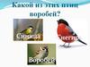 Какой из этих птиц воробей?