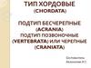 Тип Хордовые (chordata). Подтип Бесчерепные (acrania). Подтип Позвоночные (vertebrata) или Черепные (craniata)