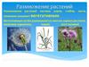 Размножение растений