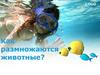 Как размножаются животные?