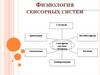 Физиология сенсорных систем