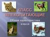 Класс млекопитающие. Характеристика класса