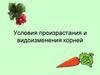 Условия произрастания и видоизменения корней