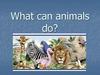 What can animals do?