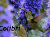 Colibri. Птица колибри