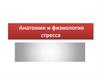 Анатомия и физиология стресса