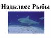 Надкласс рыбы