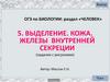 Выделение. Кожа. Железы внутренней секреции у человека. (ОГЭ. Тест 5)