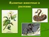 Ядовитые животные и растения