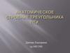 Анатомическое строение треугольника Пти