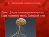Центральная нервная система. Кора головного мозга. Головной мозг