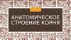 Анатомическое строение корня