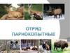 Отряд Парнокопытные