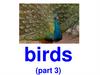 Birds (part 3)