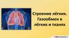 Строение лёгких. Газообмен в лёгких и тканях