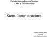 Stem. Inner structure