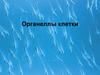 Органеллы клетки