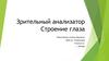 Зрительный анализатор. Строение глаза