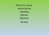 Полость носа, носоглотка, гортань, трахея, бронхи, лёгкие. Значение и состав пищи