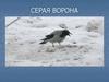 Серая ворона