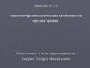 Анатомо-физиологические особенности органа зрения