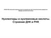 Нуклеотиды и нуклеиновые кислоты. Строение ДНК и РНК
