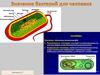Значение бактерий для человека
