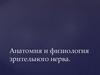 Анатомия и физиология зрительного нерва