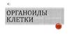 Органоиды клетки