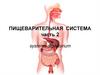 Пищеварительная система человека