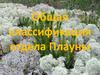 Общая классификация отдела Плауны